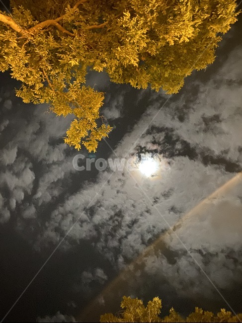 나무,밤,달,하늘,구름,감성