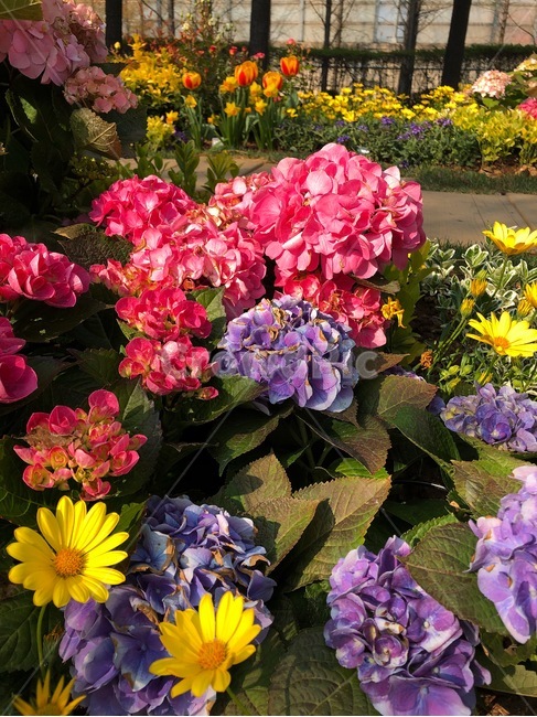 꽃,식물,자연,아름다운,flower,nature,colorful,plant,수국