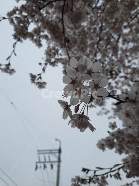 벚꽃,나무,봄,봄비,흐림,봄,계절,spring,season,plant,식물,blossom,꽃,flower