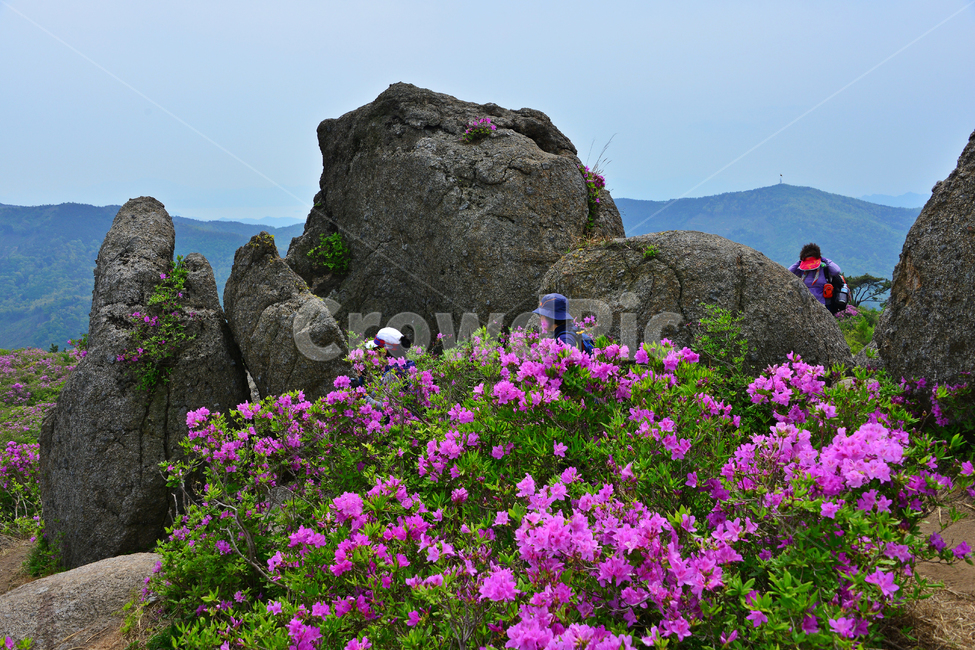 human,인간,person,사람,hill,언덕,flower,blossom,꽃,plant,식물,outdoors,옥외,nature,자연,경치,경관,풍경,보성,초암산,초암산봄,조암산철쭉꽃,절쭉꽃,철쭉
