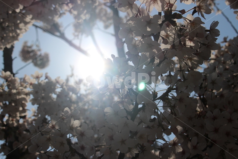 flare,플레어,light,빛,plant,식물,꽃,벚꽃,flower,blossom,cherryblossom