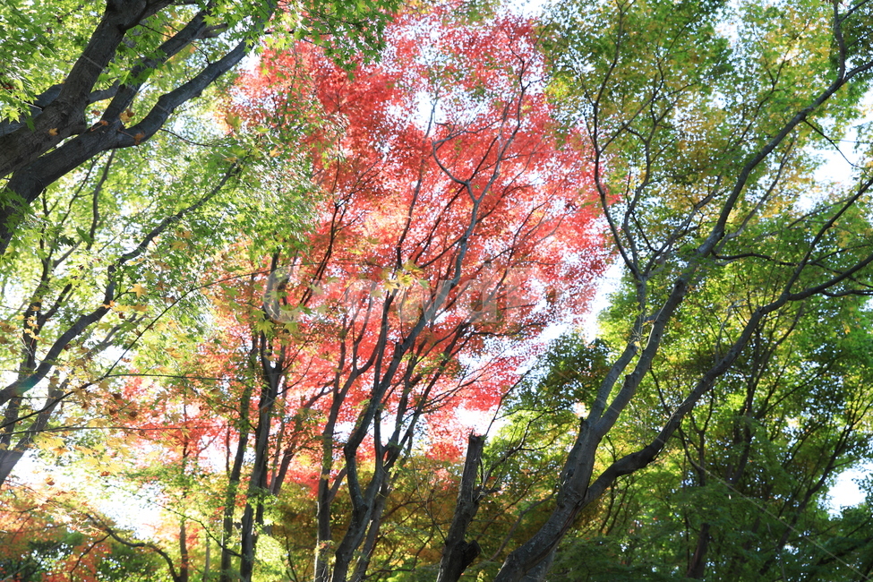 숲,공원,단풍,풍경,가을,가을,계절,fall,autumn,season,자연,풍경,nature,landscape,식물,plants,나무,trees,wood,tree,plant,tree trunk,나무 줄기,maple