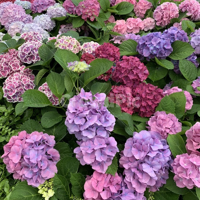 수국,꽃,제주도,알록달록,식물,예쁜꽃,식물,자연,plants,nature,꽃,flower