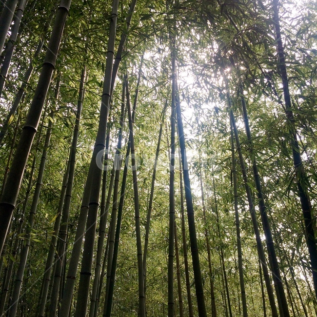 대나무,숲,나무,자연,산,woods,bamboo,tree,nature,mountain