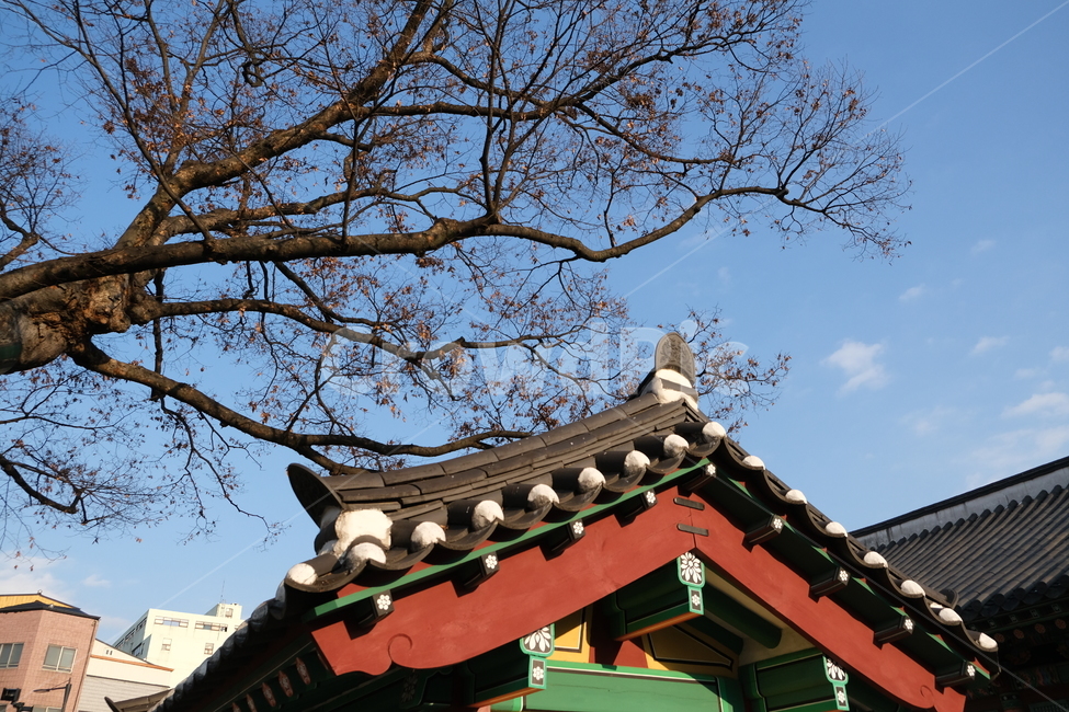 강원감영,겨울하늘,나무,하늘,지붕