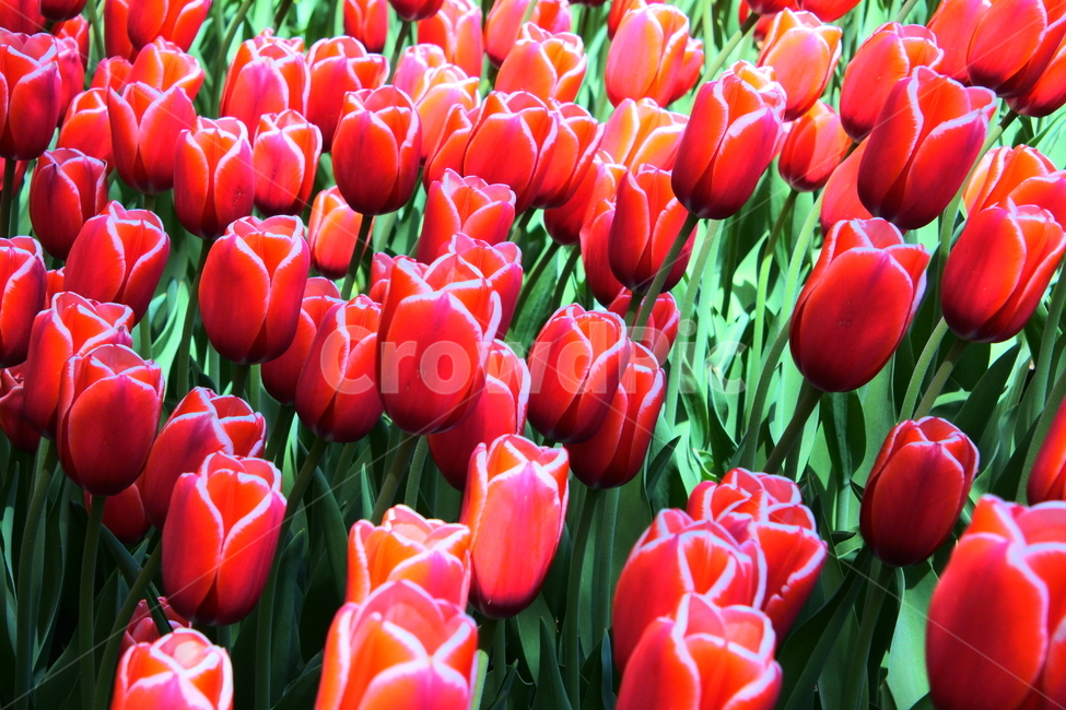 오타와,튤립,꽃,레드,자연,식물,자연,plants,nature,꽃,flower