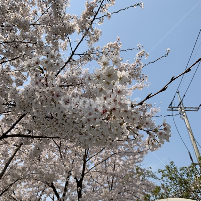 벚꽃,cherryblossom,blossom,꽃,flower