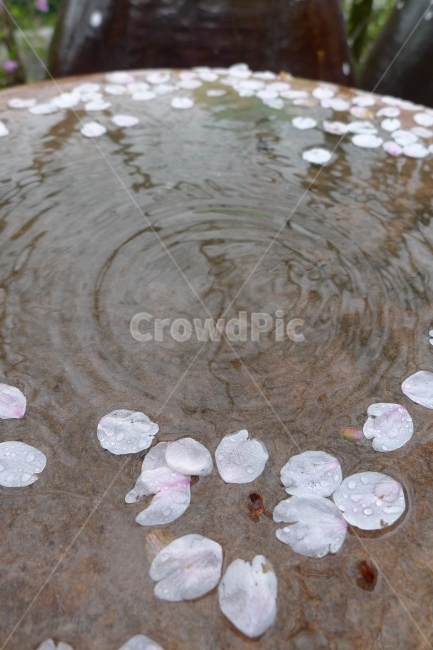 떨어진꽃잎,벚꽃잎,벚꽃,빗방울,물방울,장독대,봄,계절,spring,season,비,비오는날,rain,rainy,outdoors,옥외