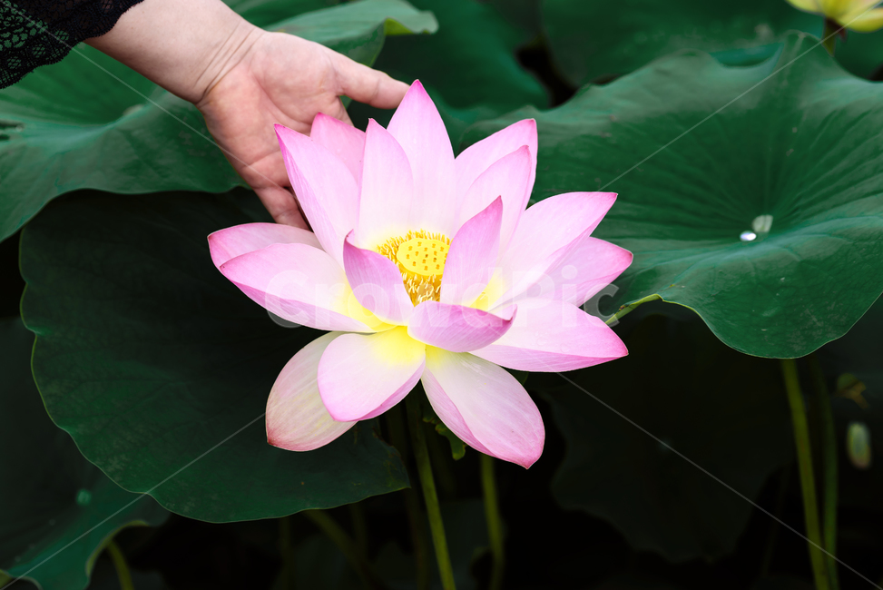 연,수련,관곡지,연꽃,여름,plant,blossom,flower,잎,녹색,빨강,분홍,식물,자연,plants,nature,꽃,flower