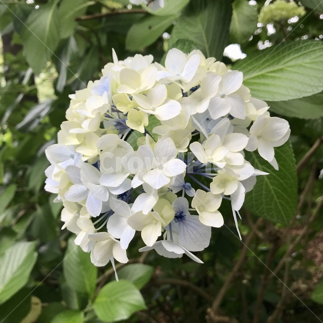 plant,식물,flower,geranium,제라늄,blossom,수국