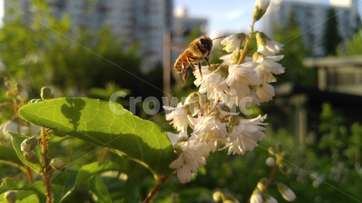 만첩빈도리,벌,꿀벌,꽃,흰꽃,흰색,식물,길,녹색,배경,감성,계절,bee,honeybee,flower,whiteflowers,white,flants,green,background,emotional,season