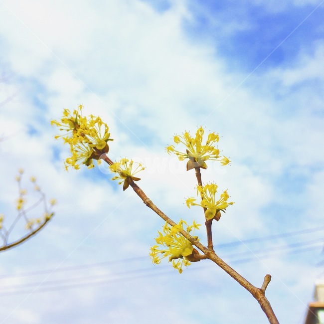 꽃,산수유,봄,flower,노란색,yellow