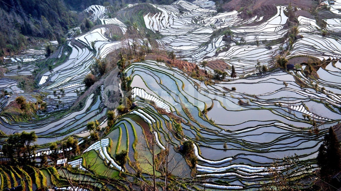 field,들,outdoors,옥외,nature,자연,landscape,경치,scenery,풍경,weather,날씨,중국,운남,원양제전,원양다랭이논,다락논,농경지,농업,농사,경작,다랭이논,자연,풍경,nature,landscape,농업,농사,agriculture,farming,farming industry
