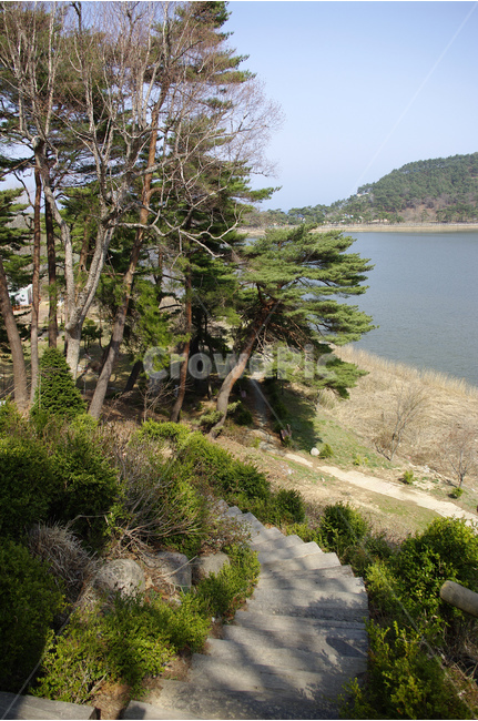 관광지,고성,화진포,길,소나무,숲,자연,풍경,nature,landscape,tree,나무,plant,식물,fir,전나무