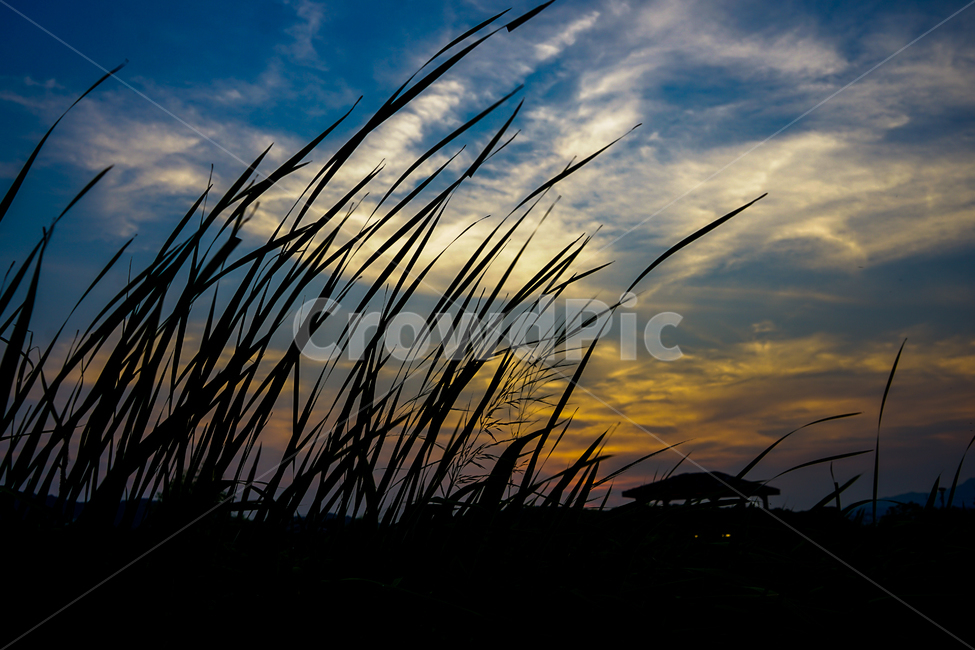 석양,노을,해넘이,정자,저녁빛,하늘,구름,풍경,자연,풍경,nature,landscape,식물,plants,grass,잔디,plant,outdoors,옥외,sky