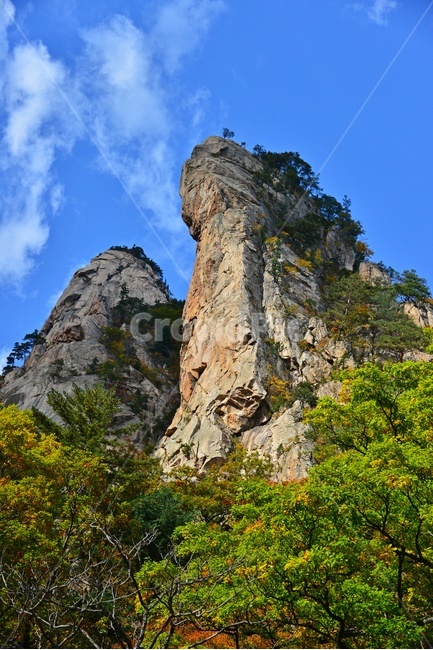 tree,나무,plant,식물,leaf,잎,nature,자연,outdoors,옥외,mountain,산,설악산,비선대,권금성,계곡,설악산가을,추색,만추,국립공원,자연,풍경,nature,landscape,한국자연풍경,한국자연경관,korea nature landscape