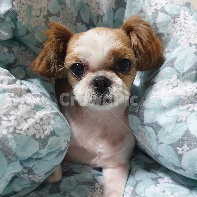 동물,pet,strap,animal,강아지,개,puppy,dog,시츄,shihtzu,개,강아지,dog,doggy