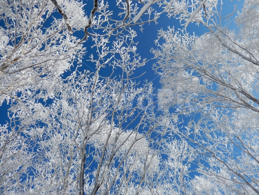 소백산,눈꽃풍경,상고대,겨울풍경,국립공원,겨울동화,힐링,감성,아름다움,뷰티풀,설국,눈풍경,파란하늘,100대명산,겨울명산,설경,서리꽃,영동,snow,landscape,눈,화이트,자연,신비로운,경이로운,천상,비경,치유,겨울,계절,winter,season,식물,자연,plants,nature,나무,trees,wood