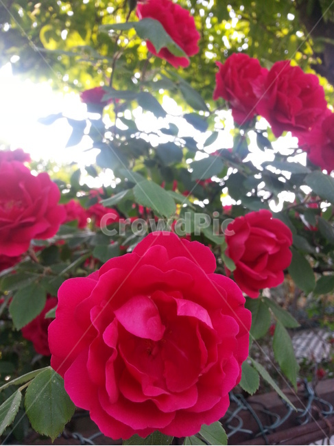 blossom,plant,식물,flower,꽃,rose,장미,식물,자연,plants,nature,꽃,flower