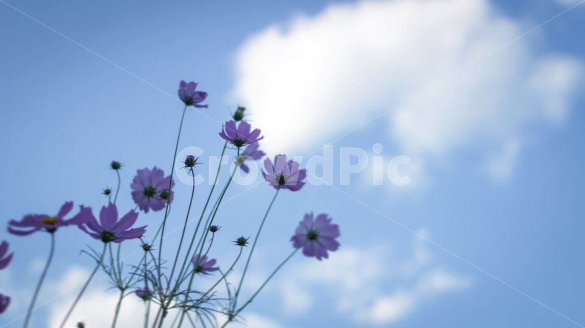 가을,코스모스,꽃,하늘,가을하늘,풍경,감성,가을,계절,fall,autumn,season,식물,자연,plants,nature,꽃,flower,plant