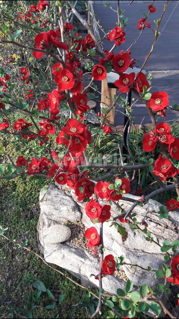 붉은,꽃,아름다움,봄,안산공원,식물,자연,plants,nature,꽃,flower