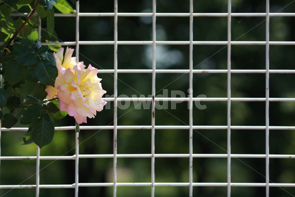 spring flowers,grid background,plant,Rose,rose