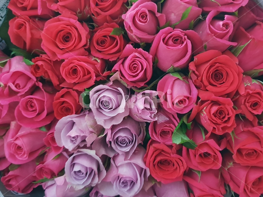 장미,꽃,꽃다발,고백,사랑,식물,빨강,레드,꽃,flower