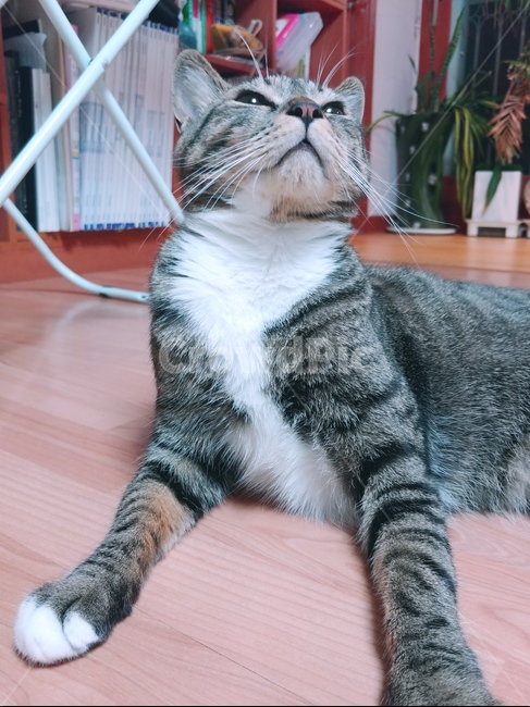 고양이,조는,코숏,통통,털,거실