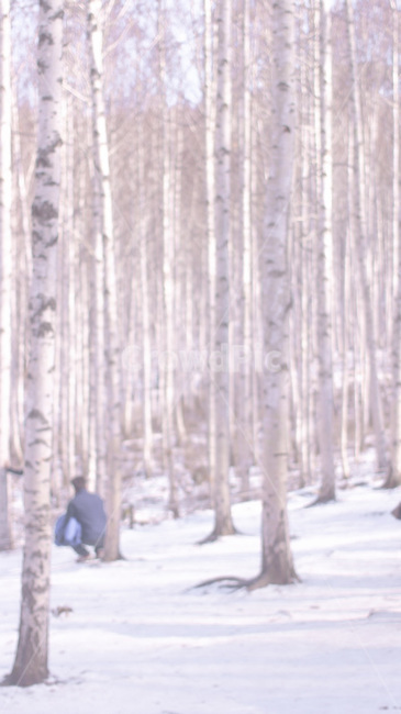 인제자작나무숲,자작나무,식물,나무,자연,겨울,계절,winter,season,자연,풍경,nature,landscape