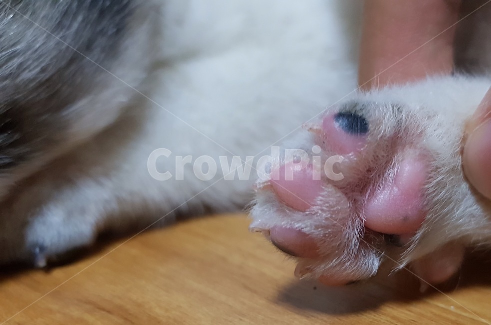 sole,dog paws,pink soles,Kkosunnae,dog feet