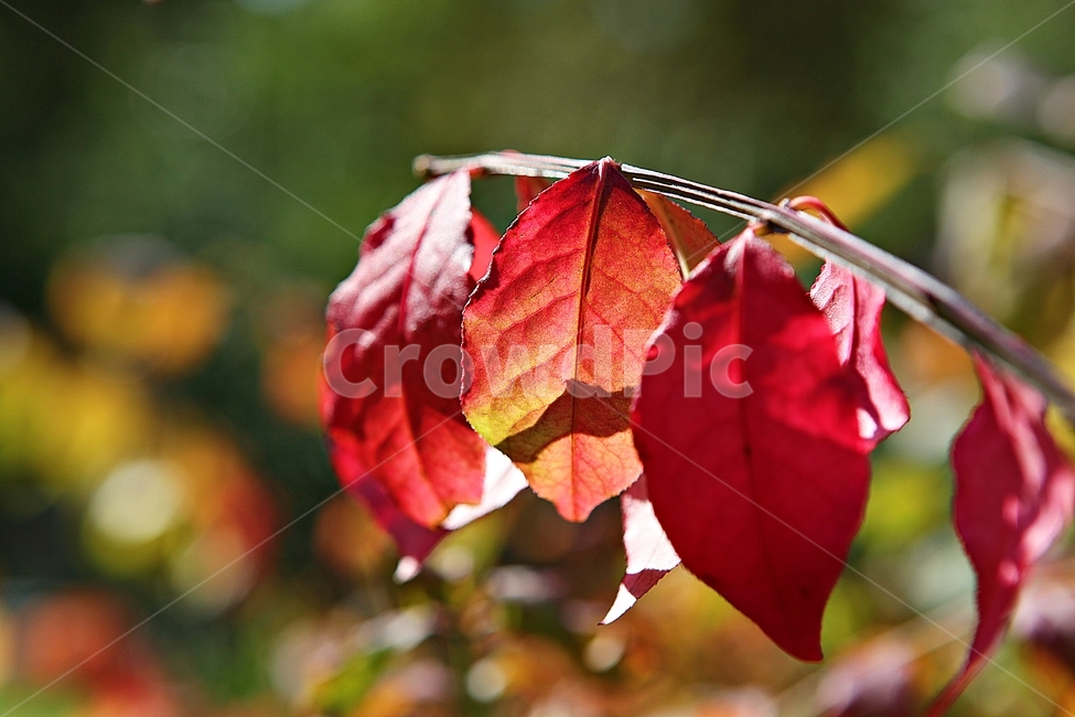 단풍,낙엽,잎,나무잎,가을,식물,자연,계절,색상,색감,칼라,가을,계절,fall,autumn,season,식물,자연,plants,nature,veins,정맥