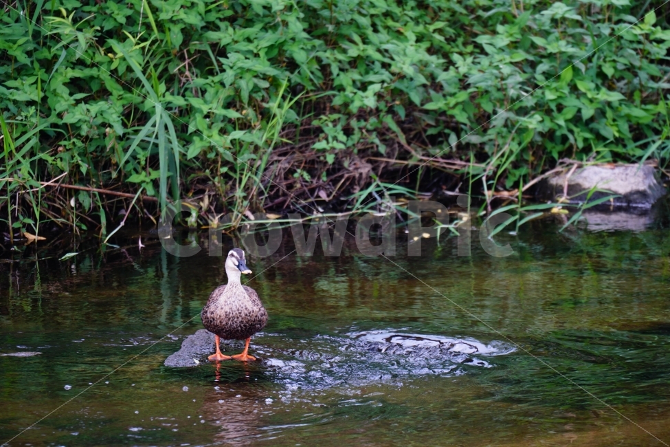 오리,새,조류,동물,bird,animal,duck,자연,nature,풍경,landscape,물,water,강,시냇물,river,여름,summer,물가,습지,식물,수풀,이파리,하천,귀엽다,귀여운,귀염둥이,예쁜,예쁘다,이쁜,이쁘다,감성,감성사진,힐링,힐링사진,cute,pretty,경기도,흐르는물,계곡,한국의자연,한국풍경,동물,animal,조류,새,birds