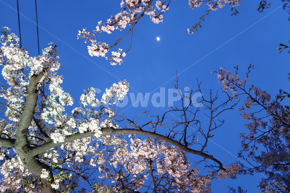 벚꽃,봄,감성,달,핑크,벚나무,cherryblossom,조명,밤,감성사진,flower,꽃,moon,sky,하늘