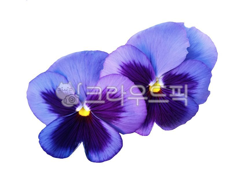 팬지,꽃,자연,식물,봄,초여름,계절,파란색,꽃잎,flower,blue,nature