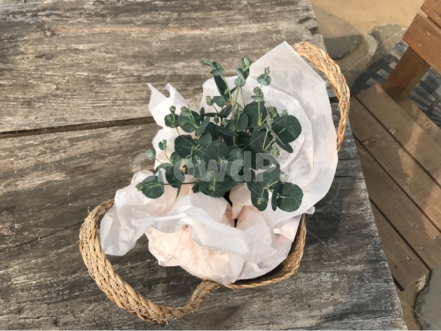 식물,유칼립투스,제주도,자연,선물,식물,자연,plants,nature