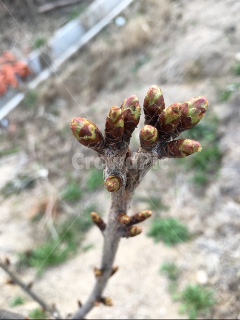 식물,자연,나무,꽃몽우리,꽃눈,벚꽃,식물,자연,plants,nature