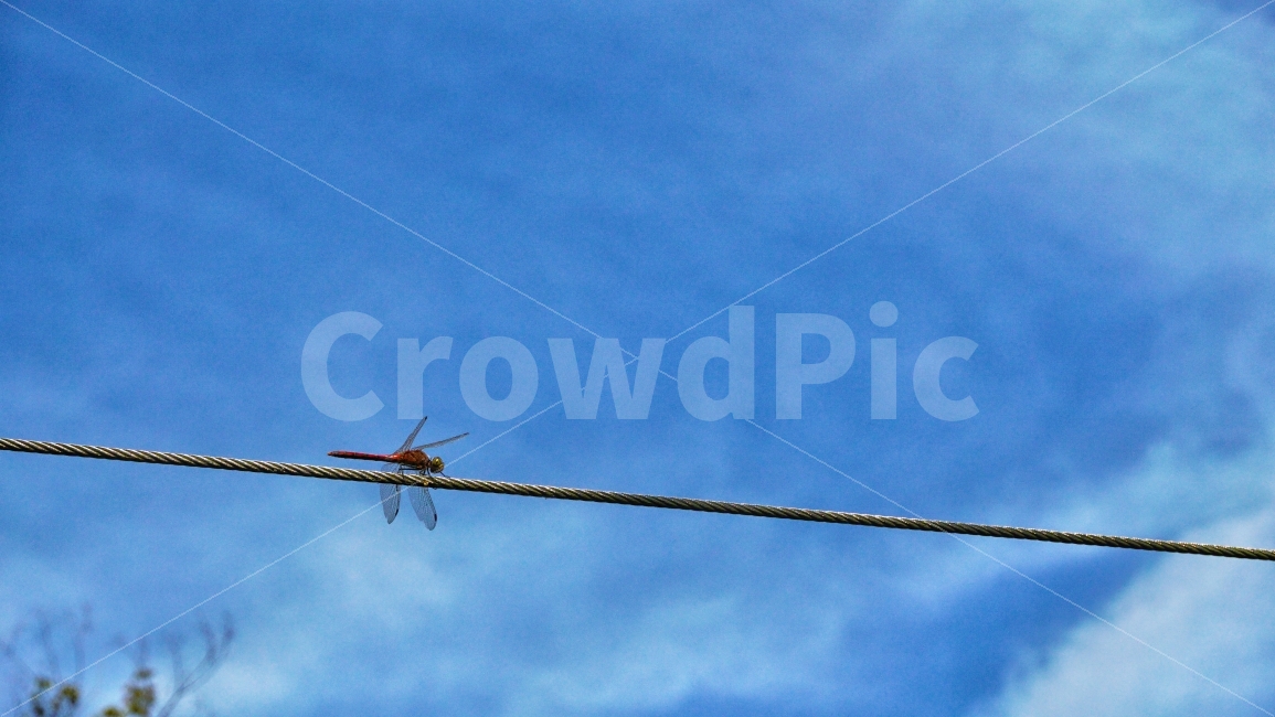 잠자리,하늘,가을,자연,동물,dragonfly,sky,fall,nature,bug,하늘색,푸른하늘,color,휴식,동물,animal,곤충,벌레,insect,bug