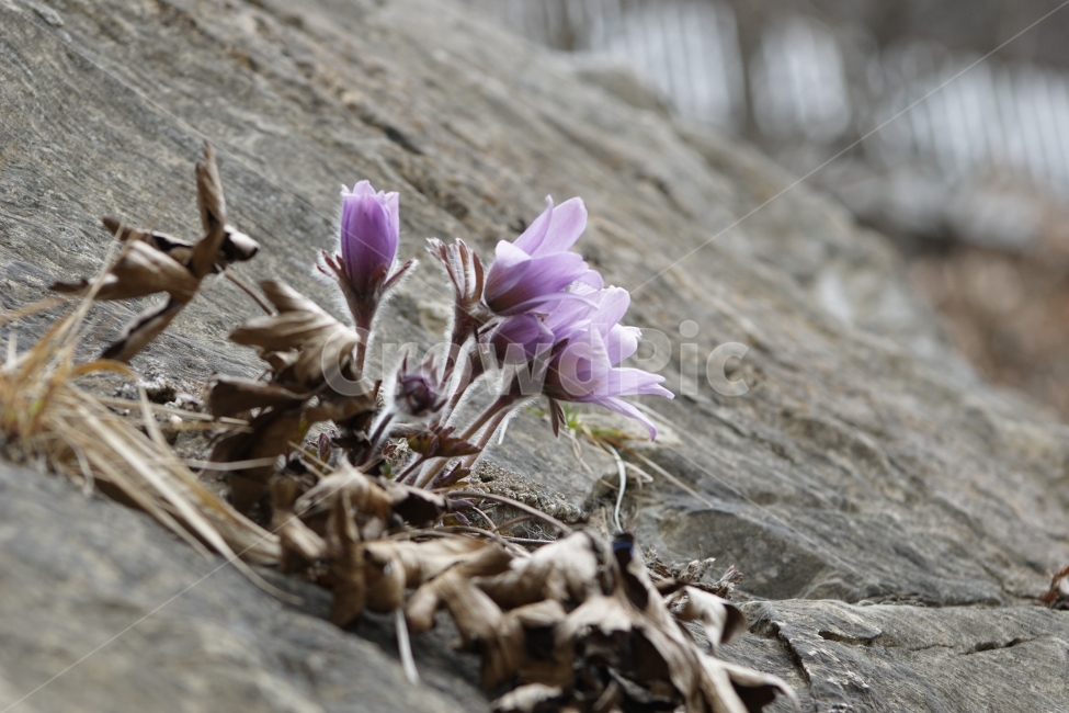 동강,할마꽃,꽃,봄,천연기념물,식물,자연,plants,nature,꽃,flower