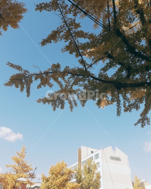 하늘,가을,풍경,단풍,색감,감성,노랑,하늘색,분위기,가을,계절,fall,autumn,season,tree,나무,plant,식물