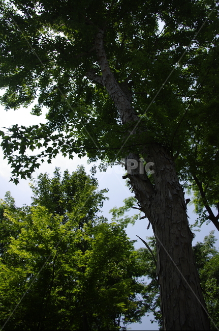 초록,나무,잎,식물,plant,계절,봄,spring,식물,자연,plants,nature,나무,trees,wood