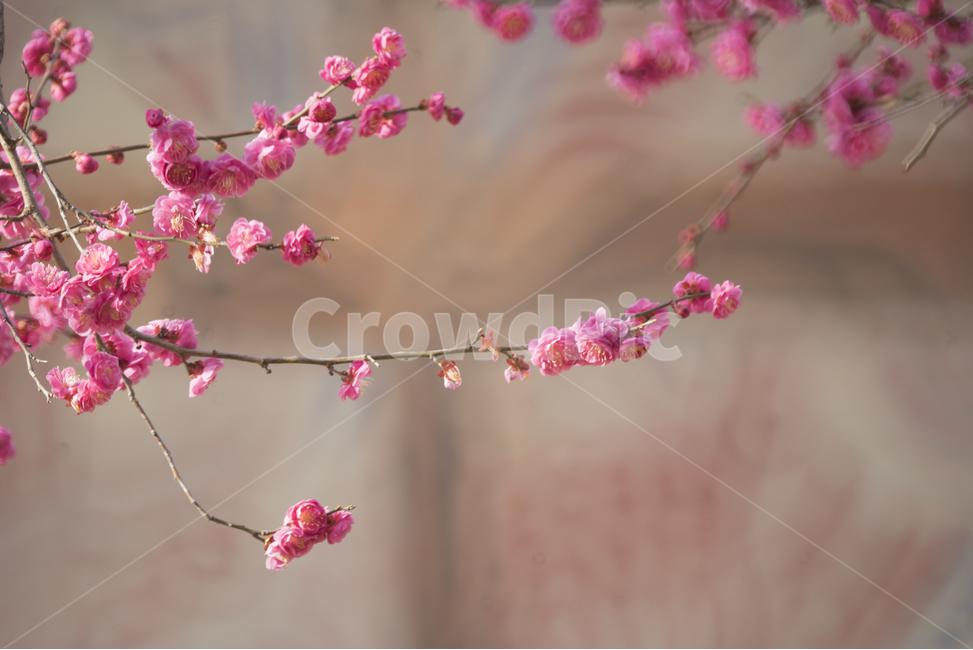 매화,홍매화,봄꽃,감성꽃사진,통도사,봄,계절,spring,season,식물,자연,plants,nature,꽃,flower,감성,sensible,feeling,plant,blossom