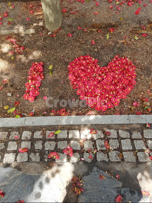 사랑,봄,아이러브유,사랑해,꽃잎