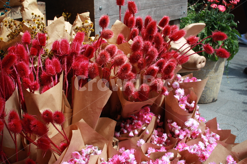 꽃,빨간색,분홍색,flower,red,pink,yellow,여러가지,꽃,flower