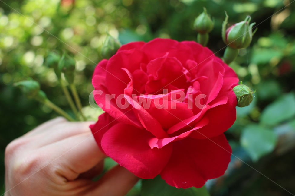 장미,꽃,flower,blossom,rose,plant,식물,손,식물,자연,plants,nature,꽃,flower