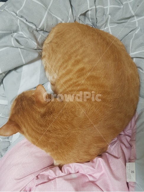 치즈태비,고양이,길고양이,치즈코숏,자는모습,동물,animal,포유류,mammal,고양이,cat,kitten,kitty