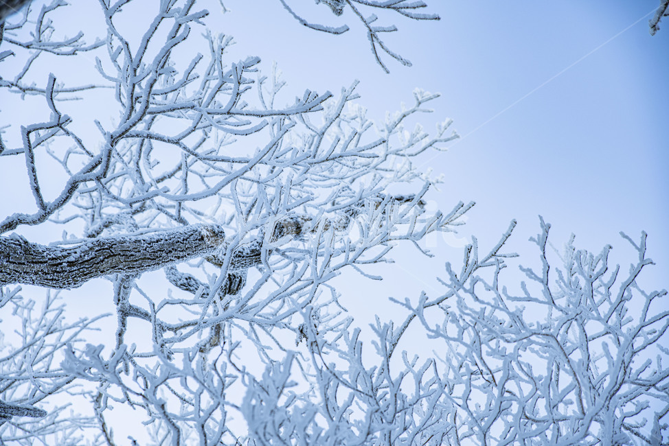 태백산,상고대,겨울,눈꽃,겨울풍경,풍경,산,겨울산,설산,nature,자연,snow,눈,겨울,계절,winter,season,자연,풍경,nature,landscape