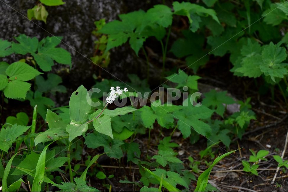풀솜대,야생화,꽃,식물,자연,생태,플라워,flower,plants,nature,식물,자연,plants,nature,꽃,flower