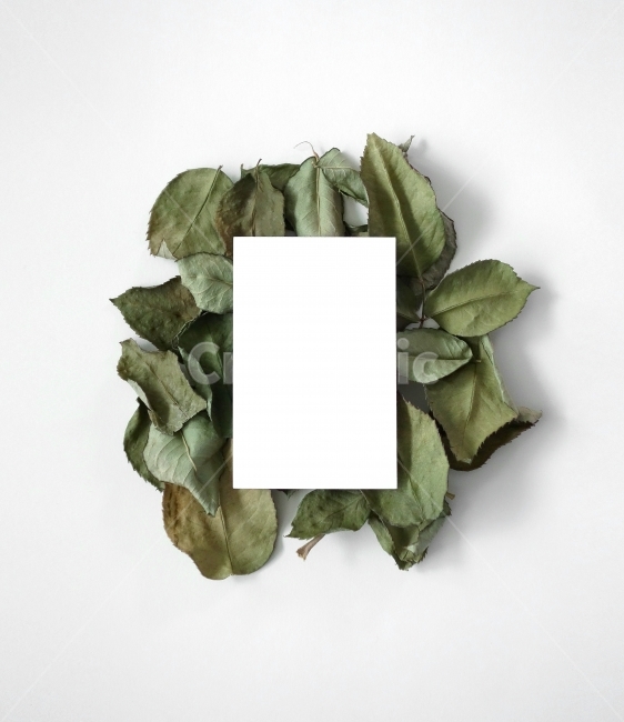 나뭇잎,잎,드라이플라워,메모,소품,말린잎,데코,prop,object,leaves,leaf,dryplan,memo,decoration,whitebackground,latter,event,사물,물건,오브젝트,thing,object,matter,연출,컨셉,콘셉,direction,concept,누끼,remove background