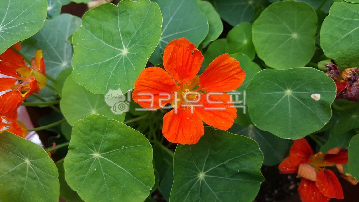 한련,한련화,꽃,식물,고무대야