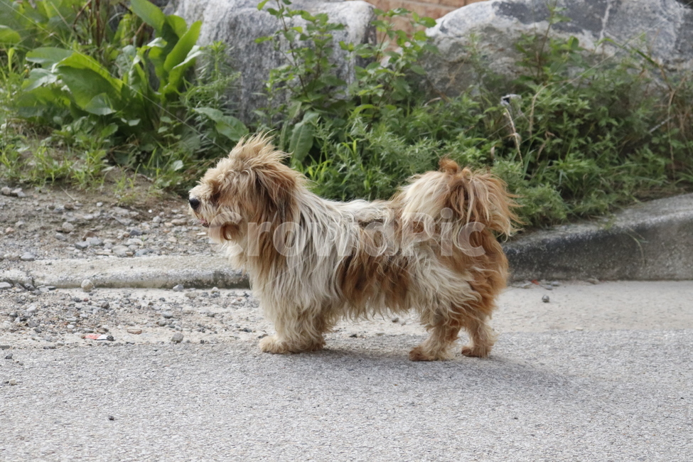 강아지,길강아지,길거리,개,동물,animal,dog,감성,시골